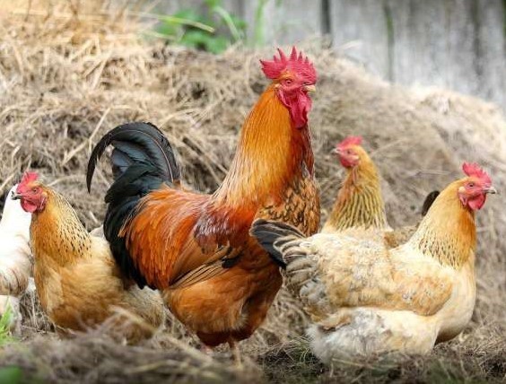 Gebrochene Getreidemischung für Geflügel 20 kg