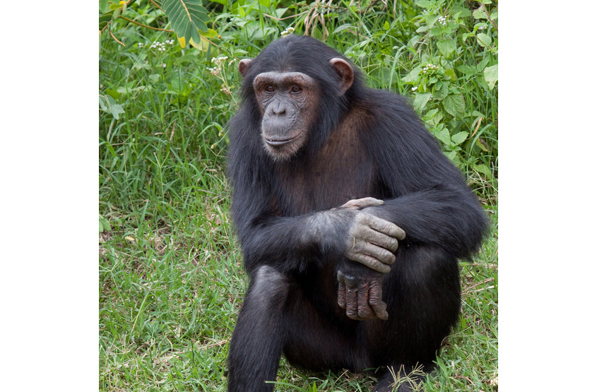 17,00% Rohprotein  angereichert  mit  Ganzy