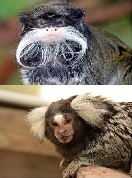 PRIMATE CAKE FOR TAMARIN & MARMOSET 5  kg