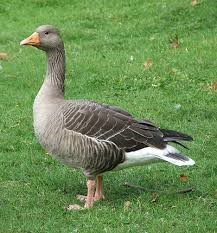 Anseres Micro Startet floating  15 kg