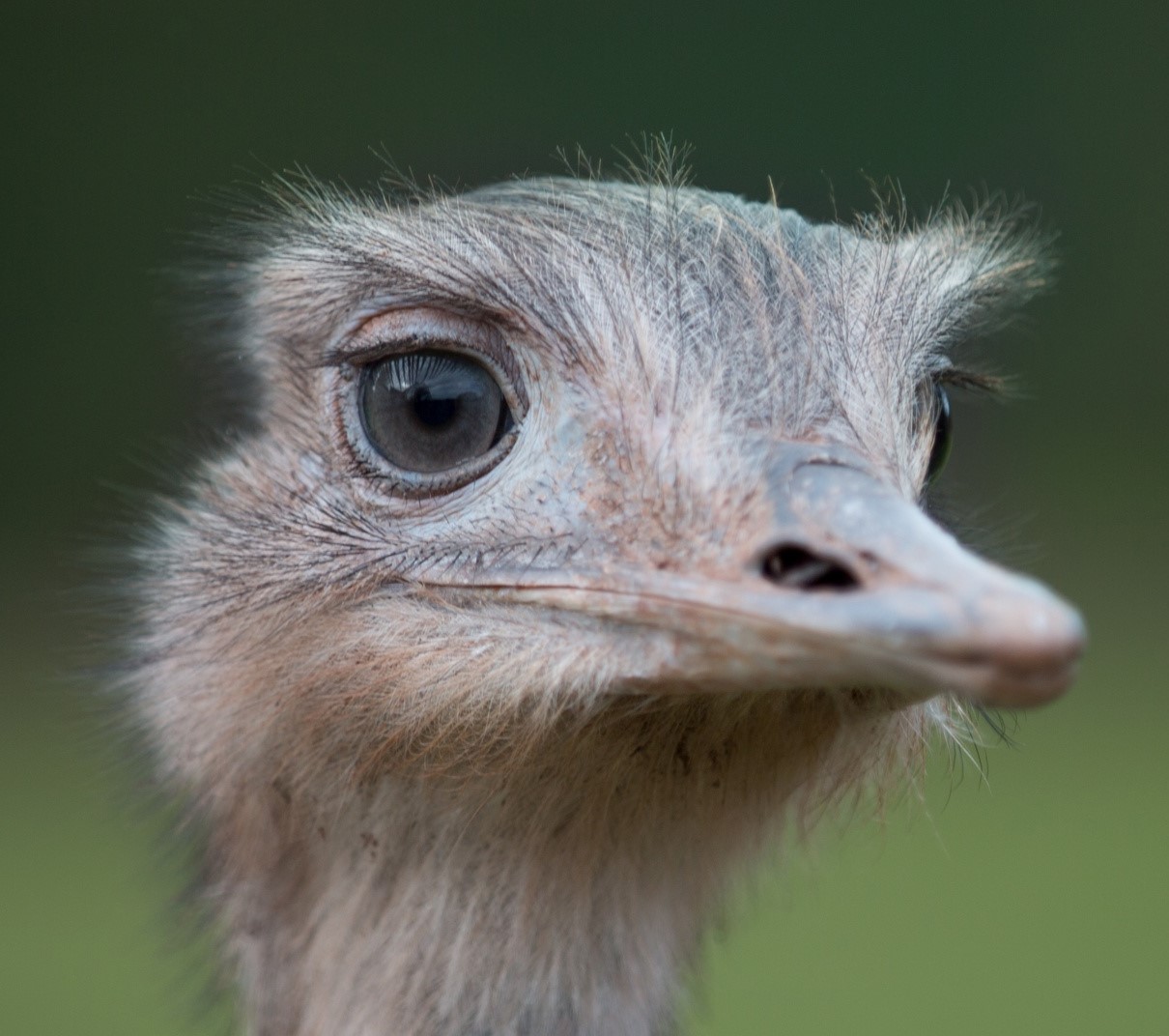 LAUFVOGEL AUFZUCHT GRANULAT 20 kg