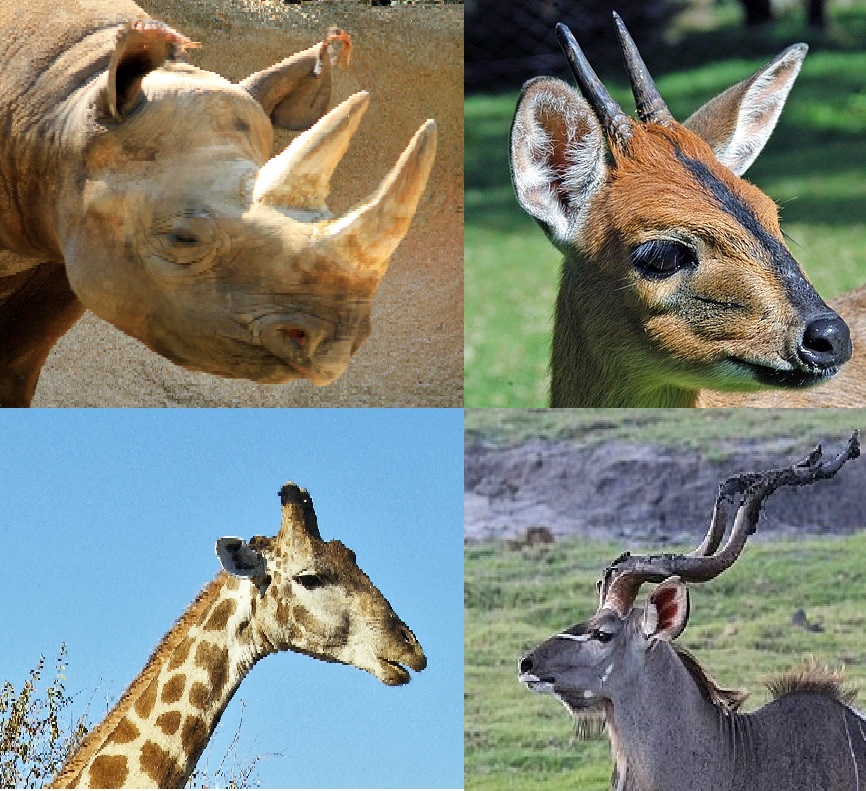 Browser Pellets 6mm 20 kg