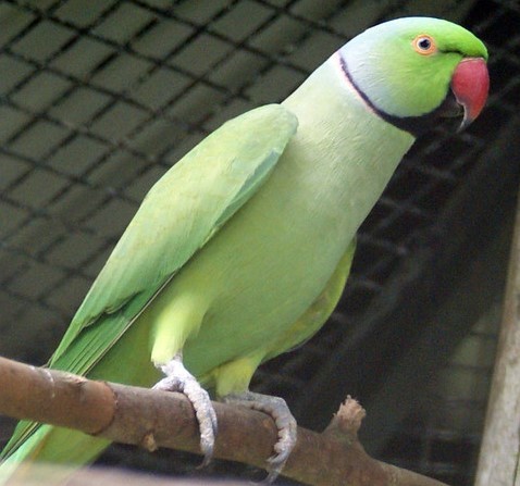 Big Parakeet seed  20 kg